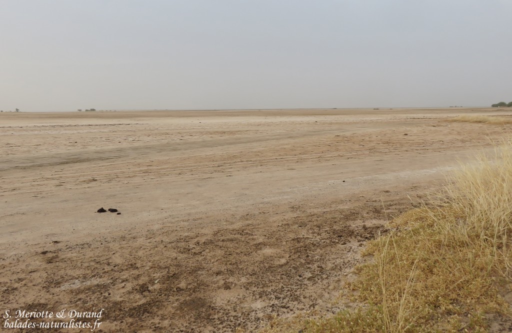 Les bords du Saloum à Kaolack, Sénégal