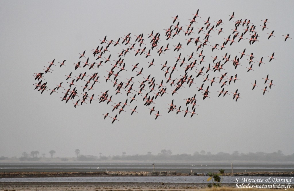 Flamants nains, Kaolack, Sénégal.