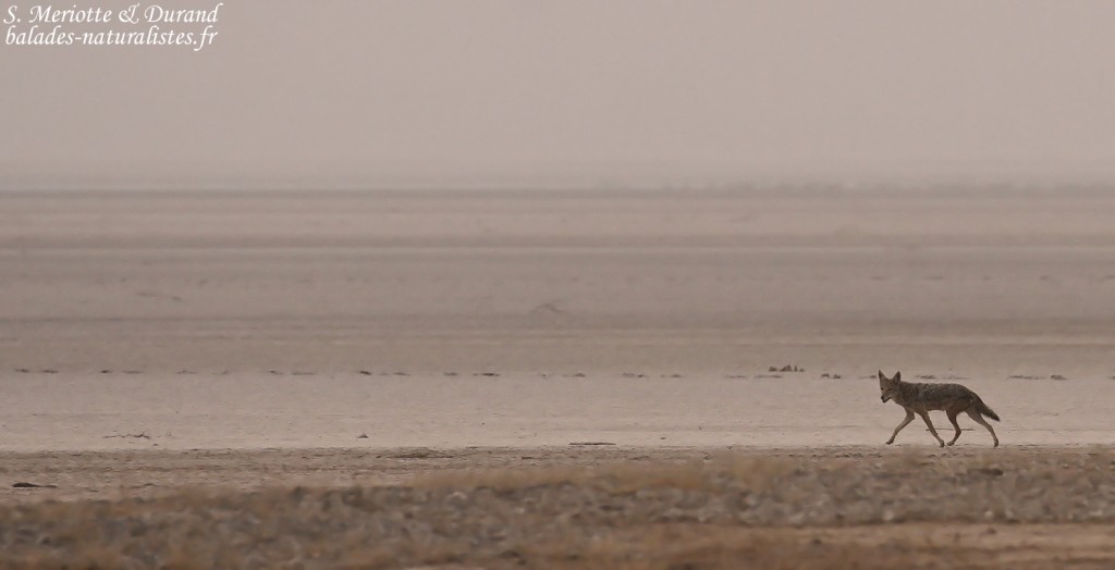 Chacal du Sénégal, Kaolack, Sénégal.