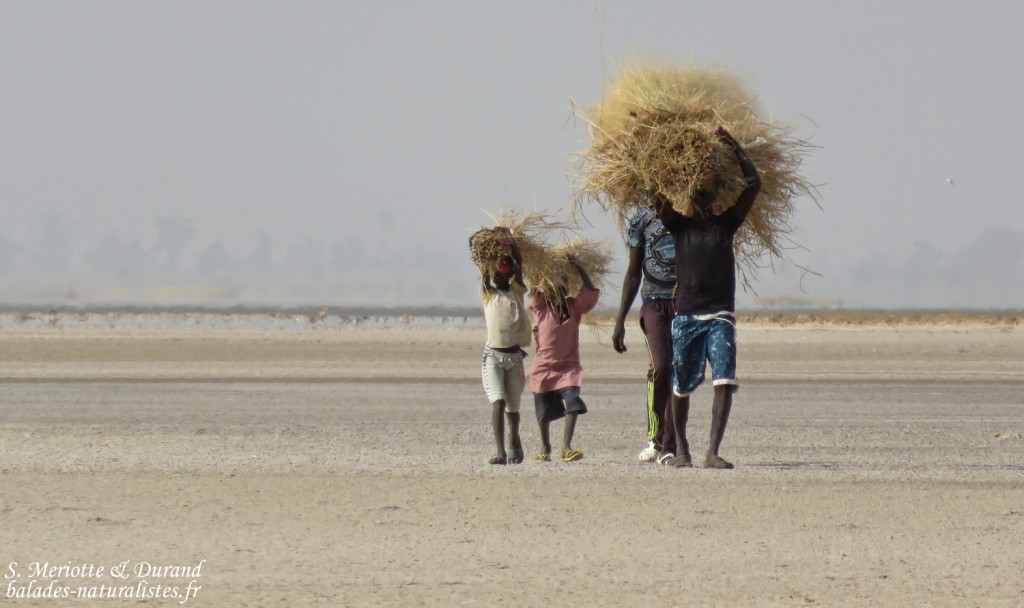 La corvée matinale sur les bords du Saloum à Kaolack, Sénégal