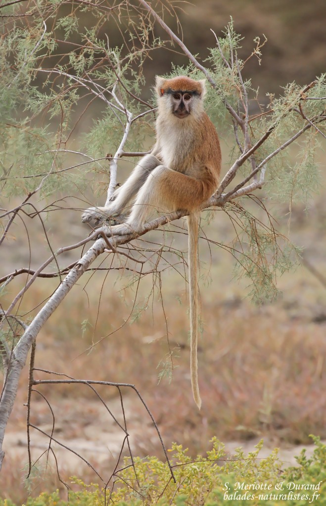 Singe patas, Langue de Barbarie