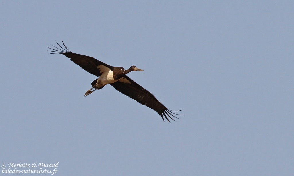Cigogne noire, Pistes près du Djoudj
