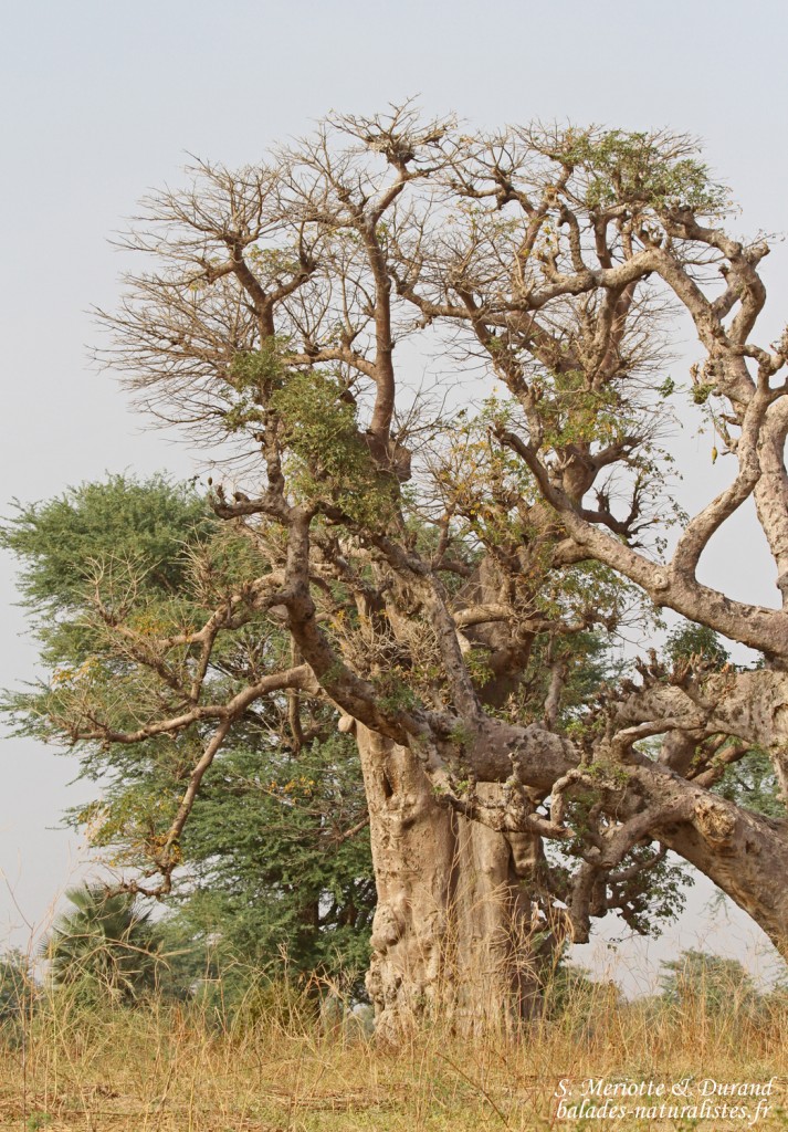 Baobabs sur la route pour Kaolack