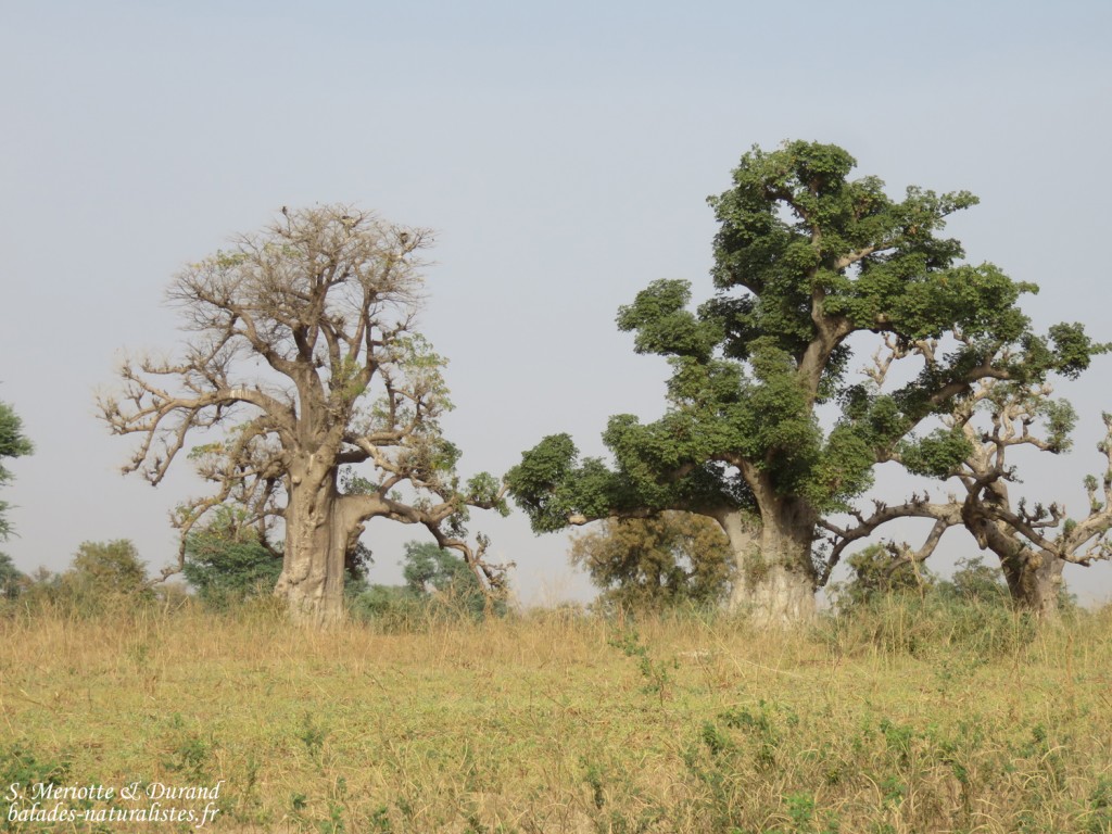 Baobabs sur la route pour Kaolack