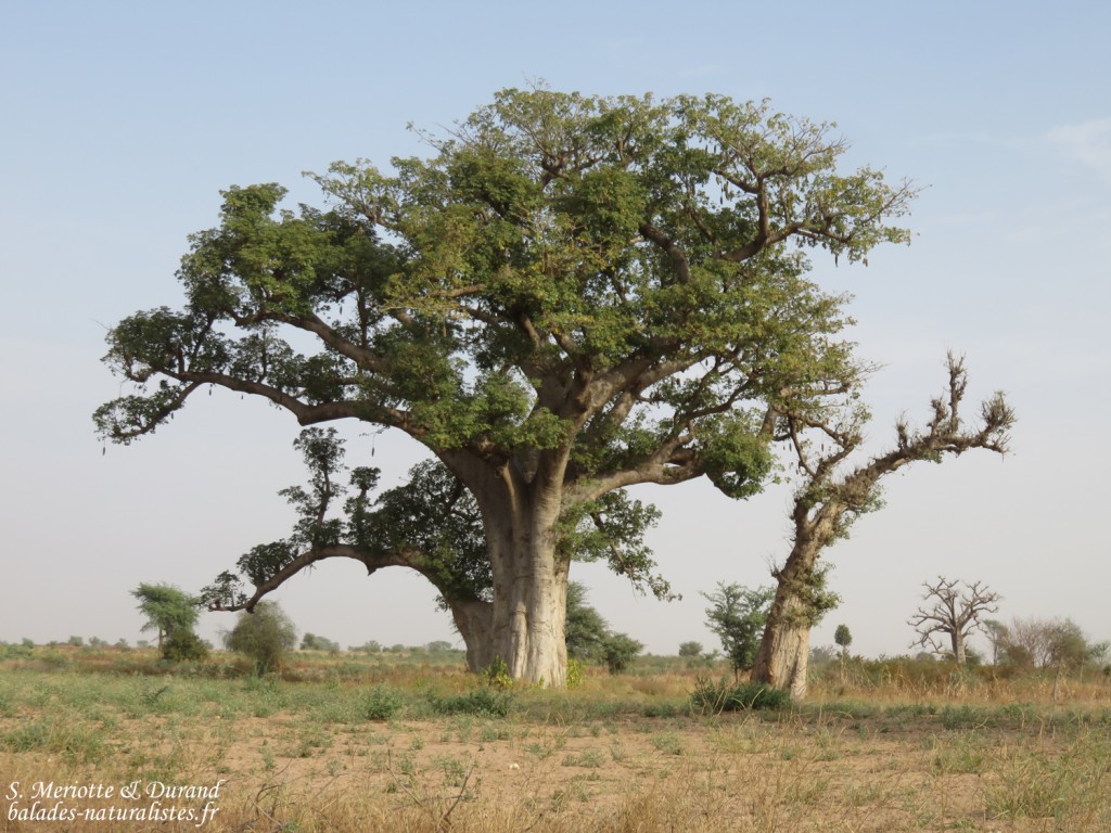 Baobabs sur la route pour Kaolack