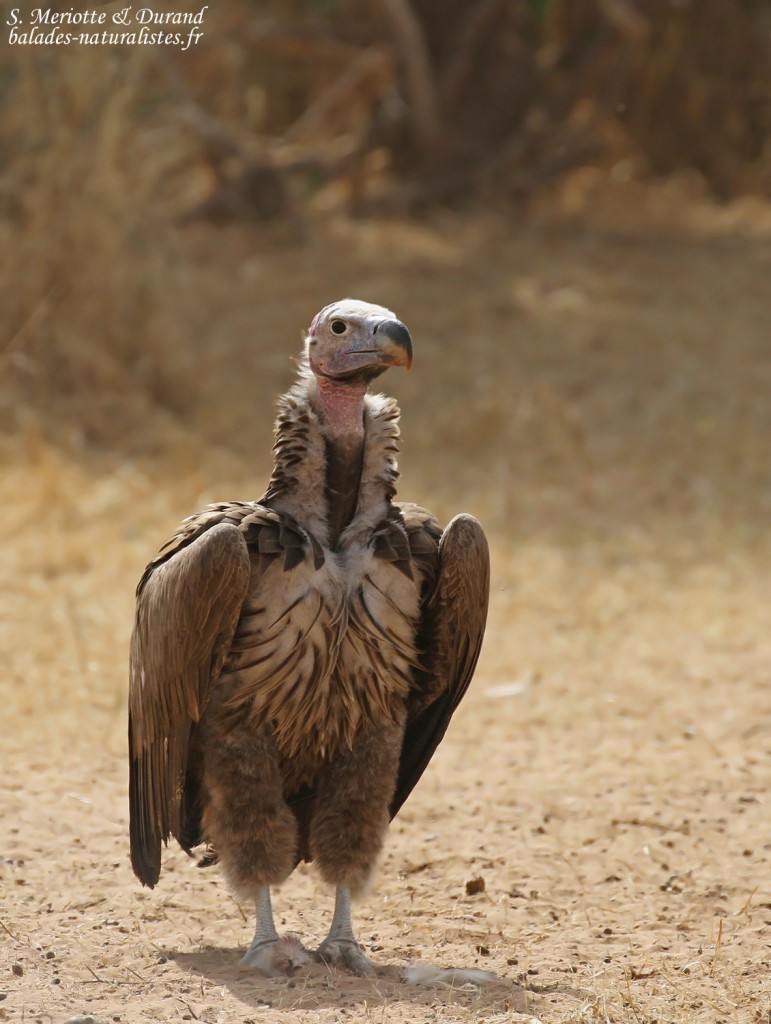 Vautour oricou près de Touba