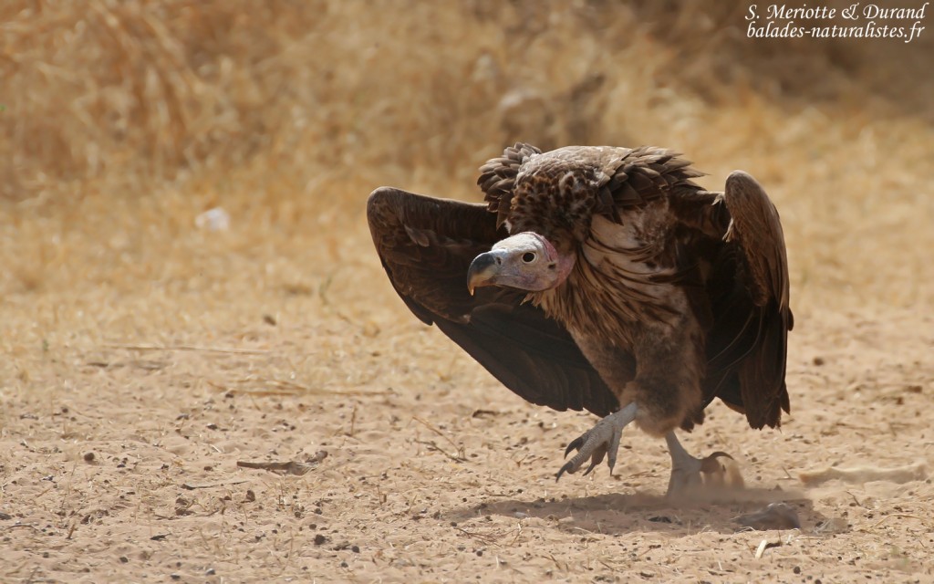 Vautour oricou près de Touba