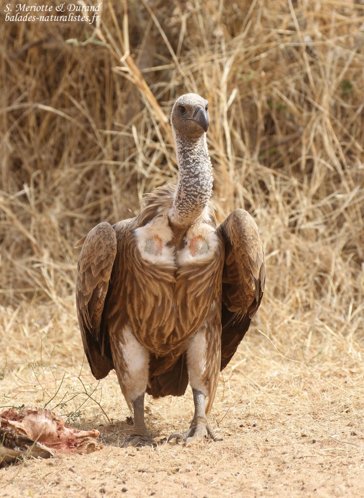 Vautour africain près de Touba