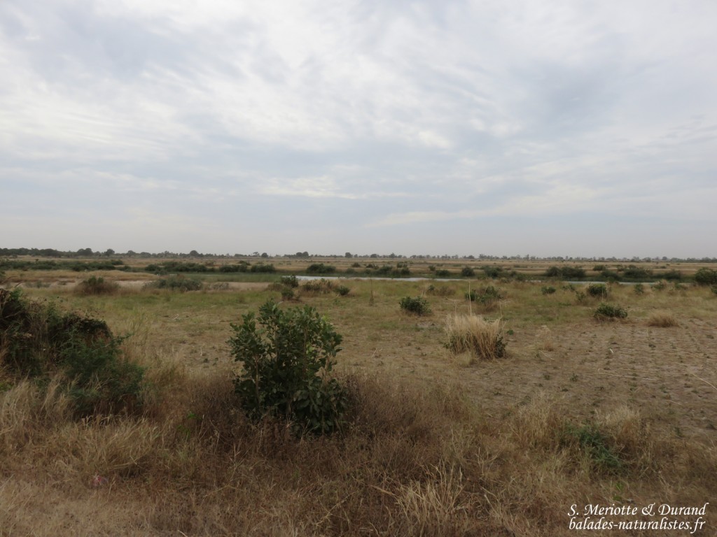 Paysages près du Sine Saloum