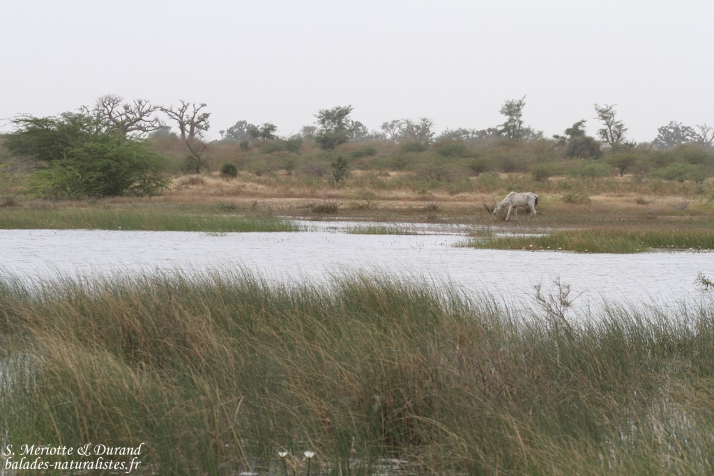 Route pour Sine Saloum
