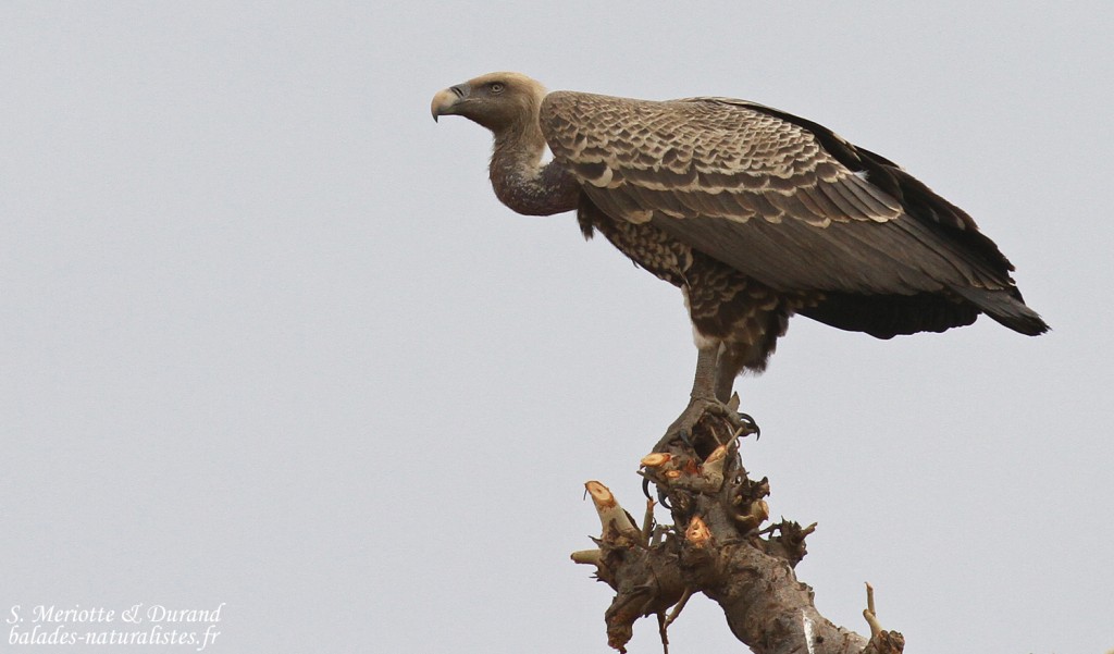 Vautour de Ruppell, Route pour Sine Saloum