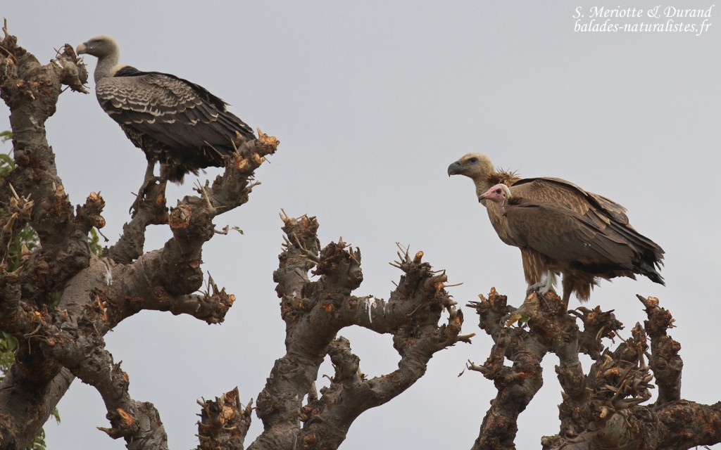 Vautour de Ruppell, Vautour fauve et Vautour charognard, Route pour Sine Saloum