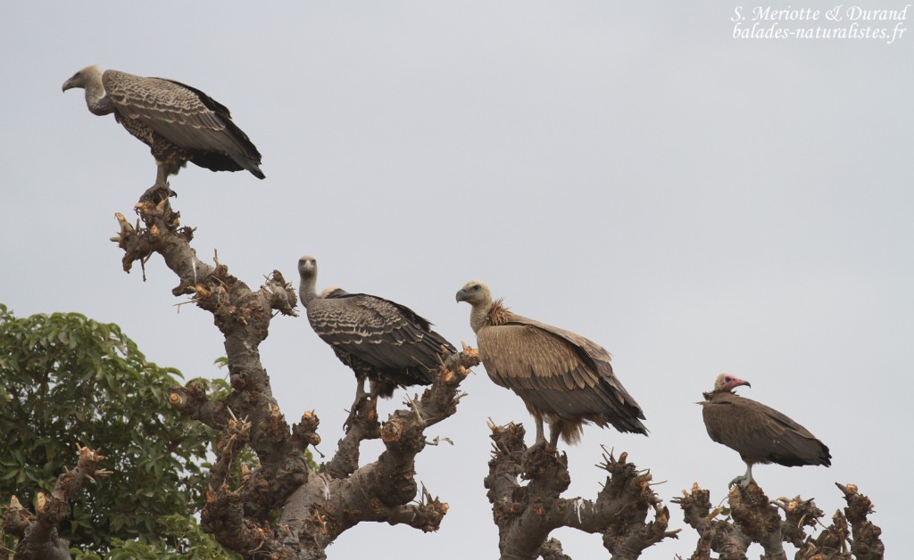 Vautour de Ruppell, Vautour fauve et Vautour charognard, Route pour Sine Saloum