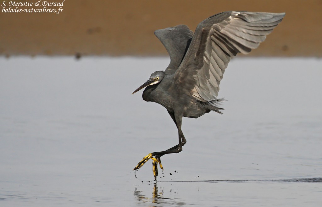 Aigrette des récifs, Sine Saloum