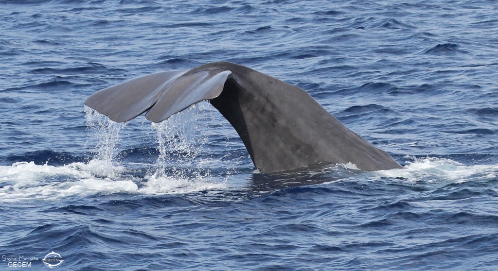 Le Cachalot lors de la sonde
