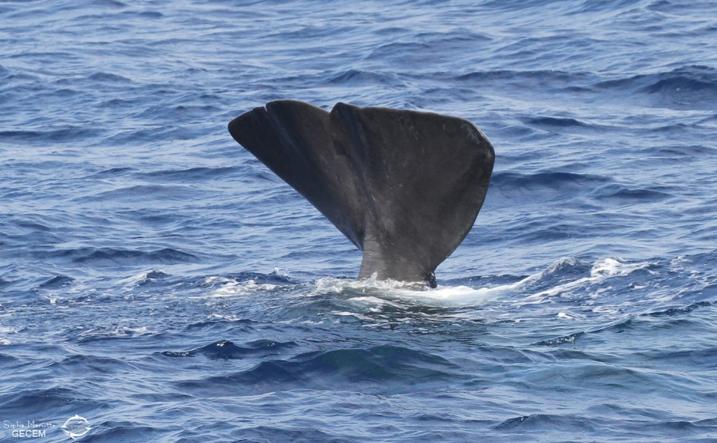 Le Cachalot lors de la sonde