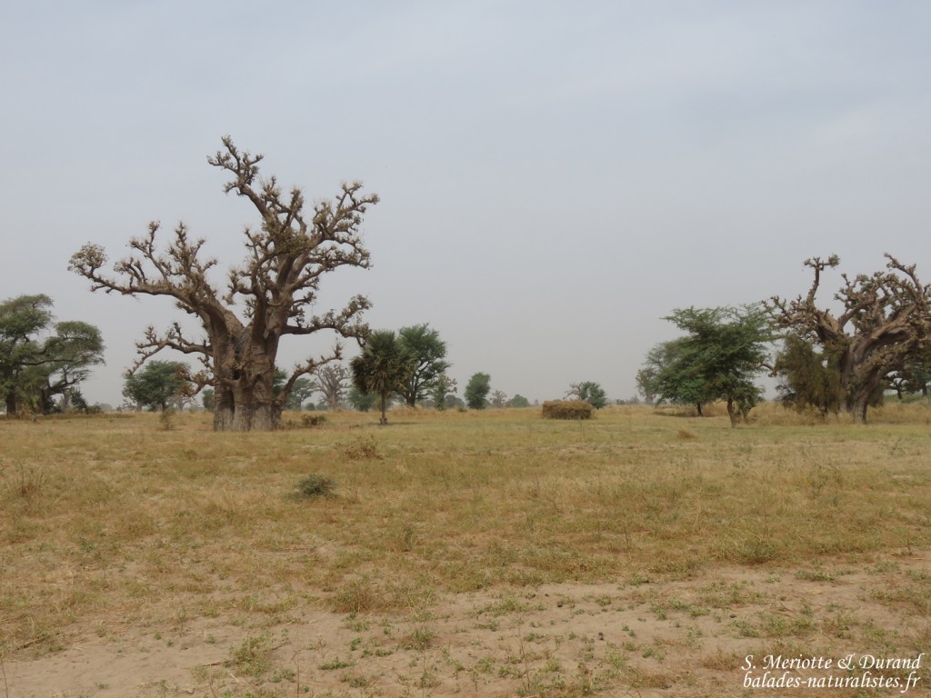 Baobabs près de kaolack