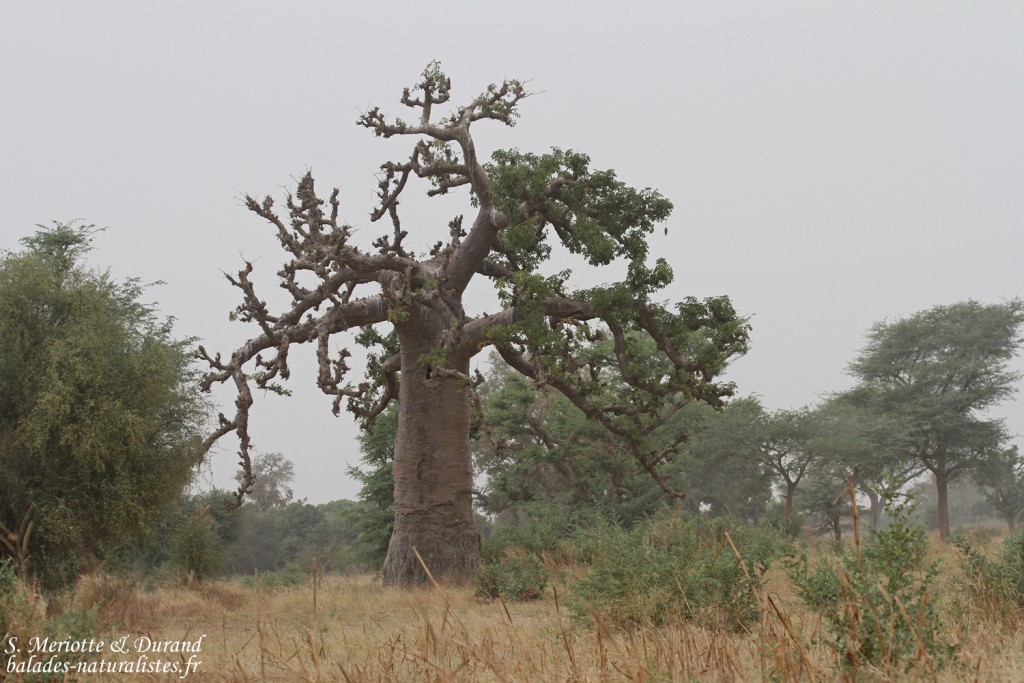 Baobabs près de kaolack