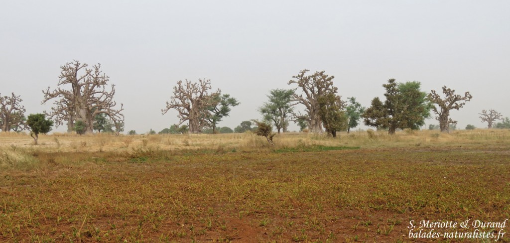 Baobabs près de kaolack