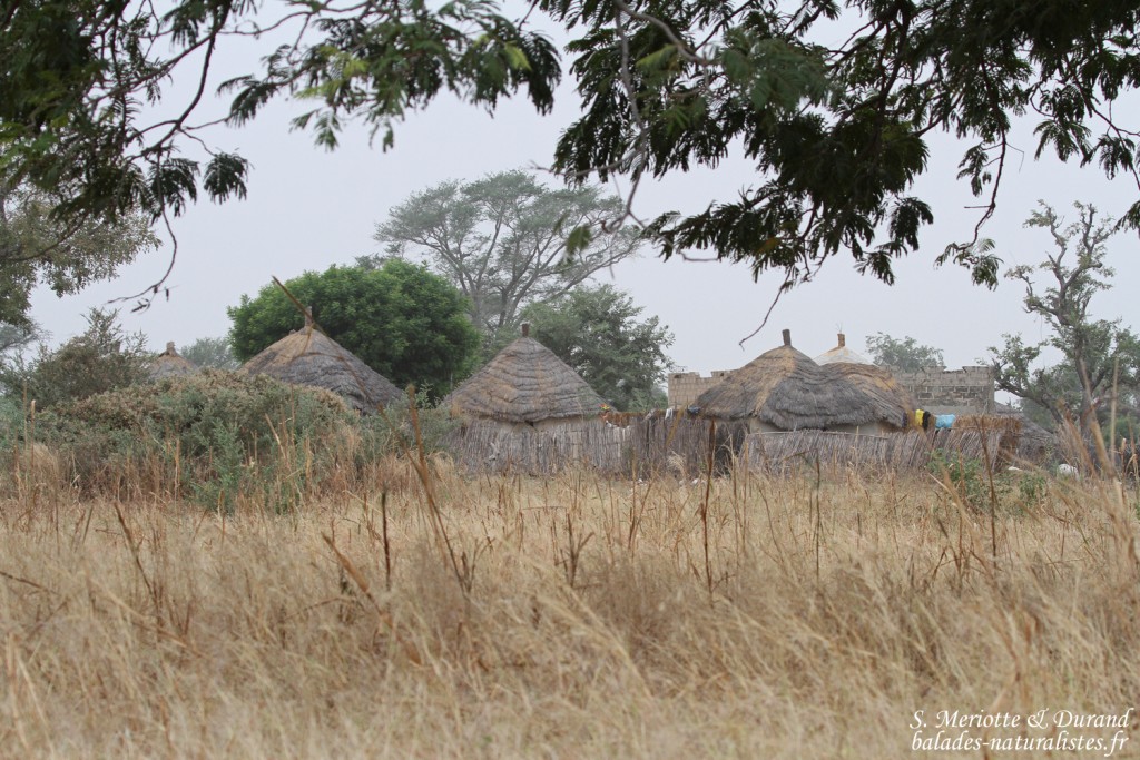 Village près de Kaolack