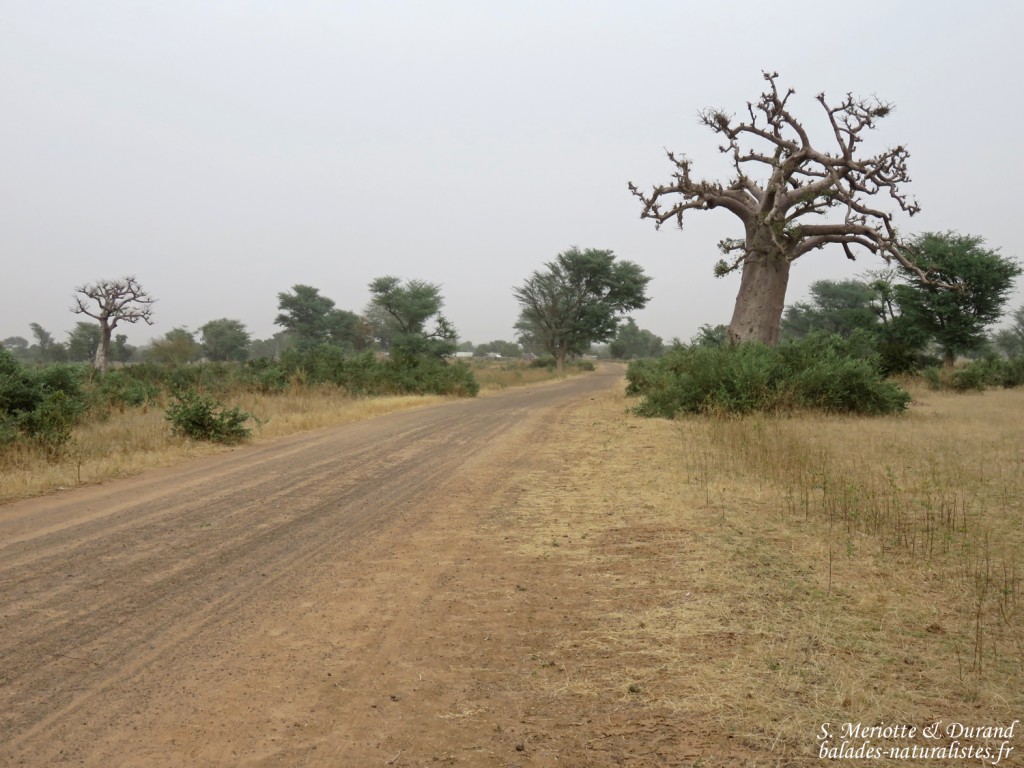 Baobabs près de kaolack