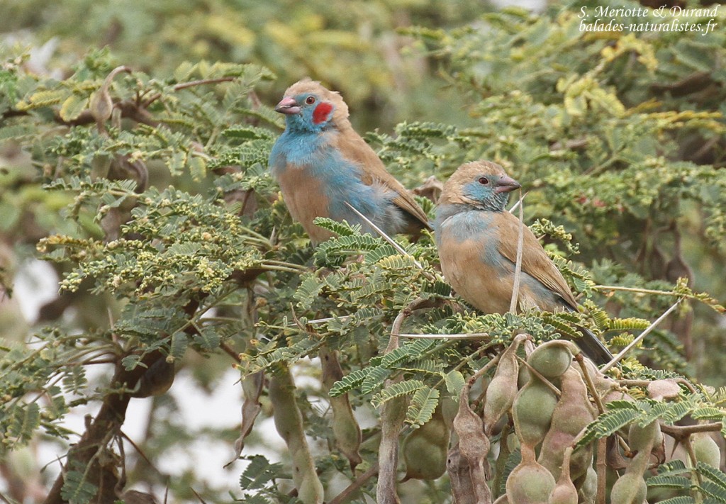 Cordonbleu à joues rouges près de kaolack