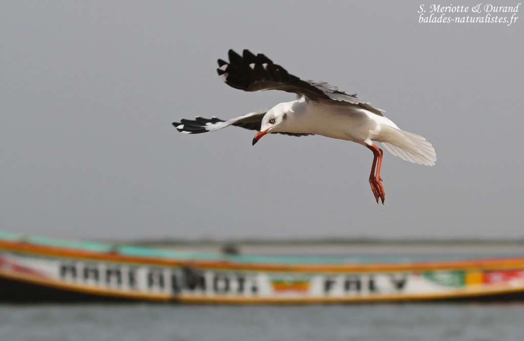 Mouette à tête grise, Djiffer, Sénégal
