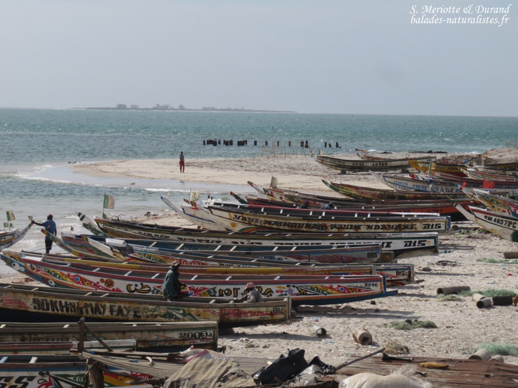 Djiffer, Sine Saloum
