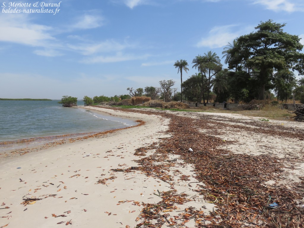 Sine Saloum