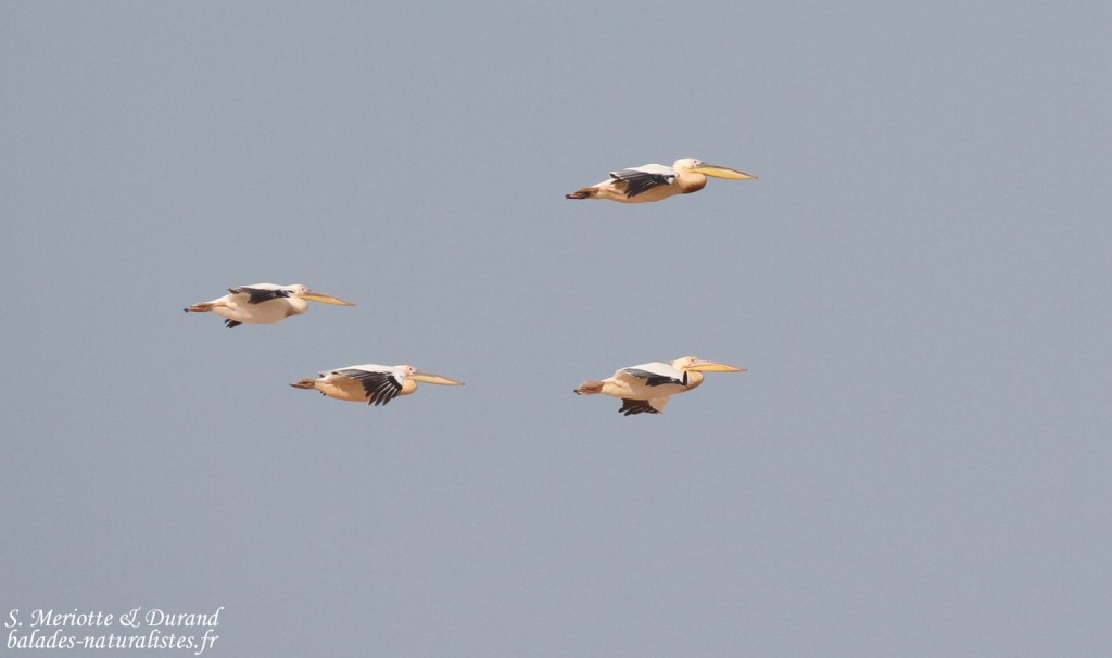Pélicans blancs, Sine Saloum