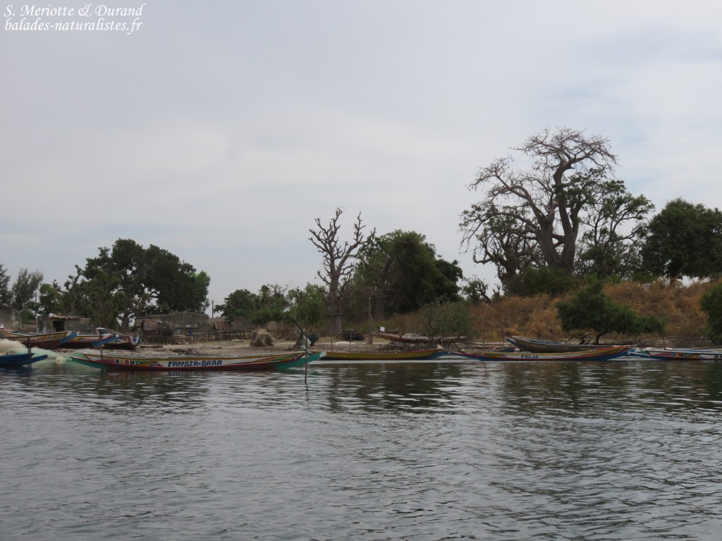 Sine Saloum
