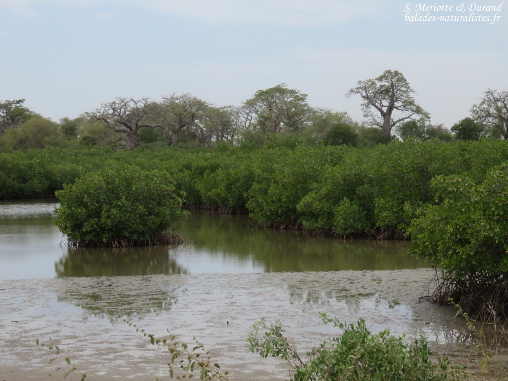 Mangrove, Sine Saloum