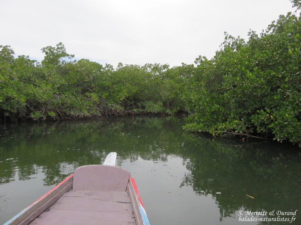 Mangrove, Sine Saloum