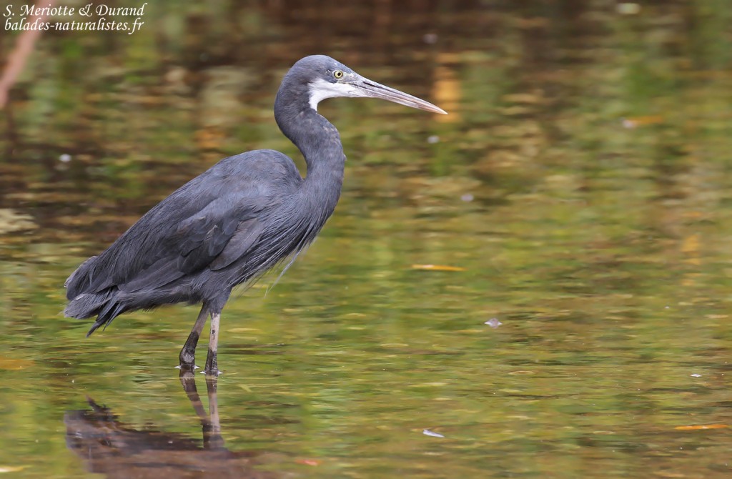 Aigrette des récifs, Sine Saloum