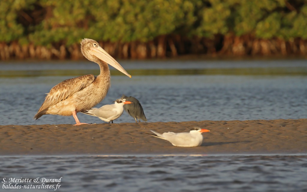 Pélican gris et Sternes caspiennes, Sine Saloum