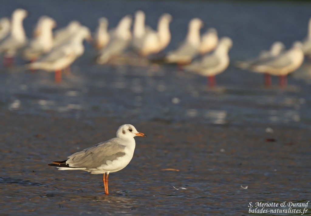 Mouette à tête grise, Sine Saloum