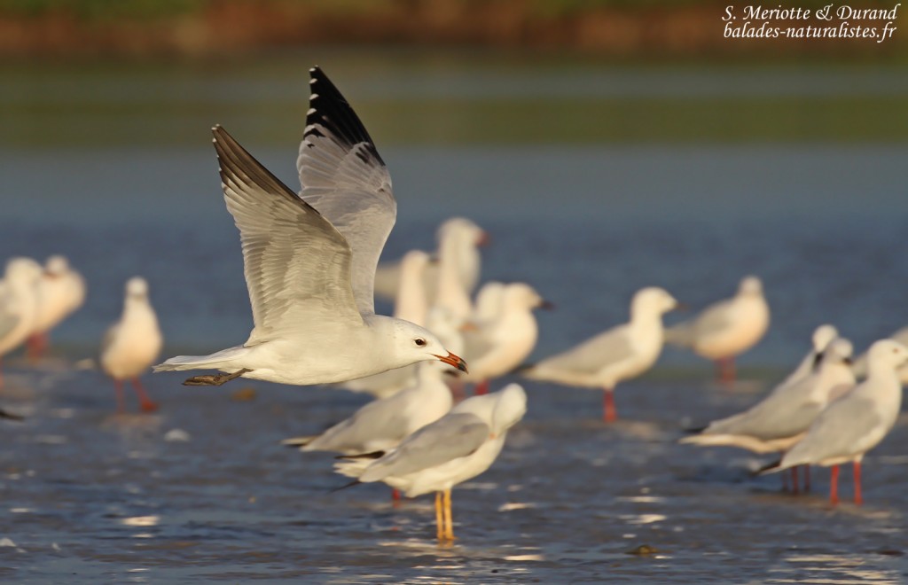 Goéland d'Audouin, Sine Saloum