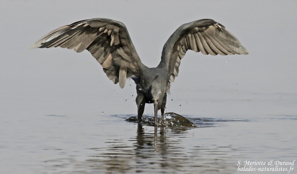 Aigrette des récifs, Sine Saloum