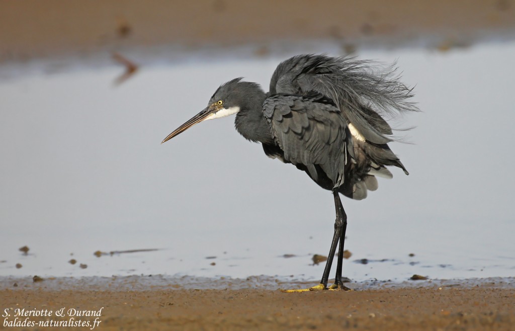 Aigrette des récifs, Sine Saloum