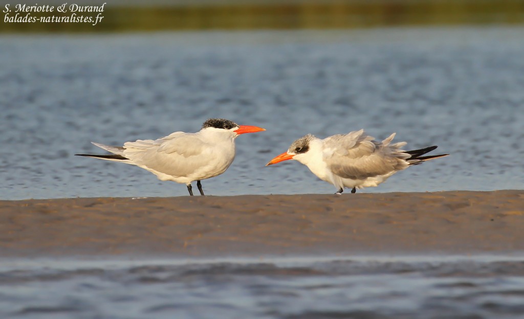 Sternes caspiennes, adulte et son jeune, Sine Saloum