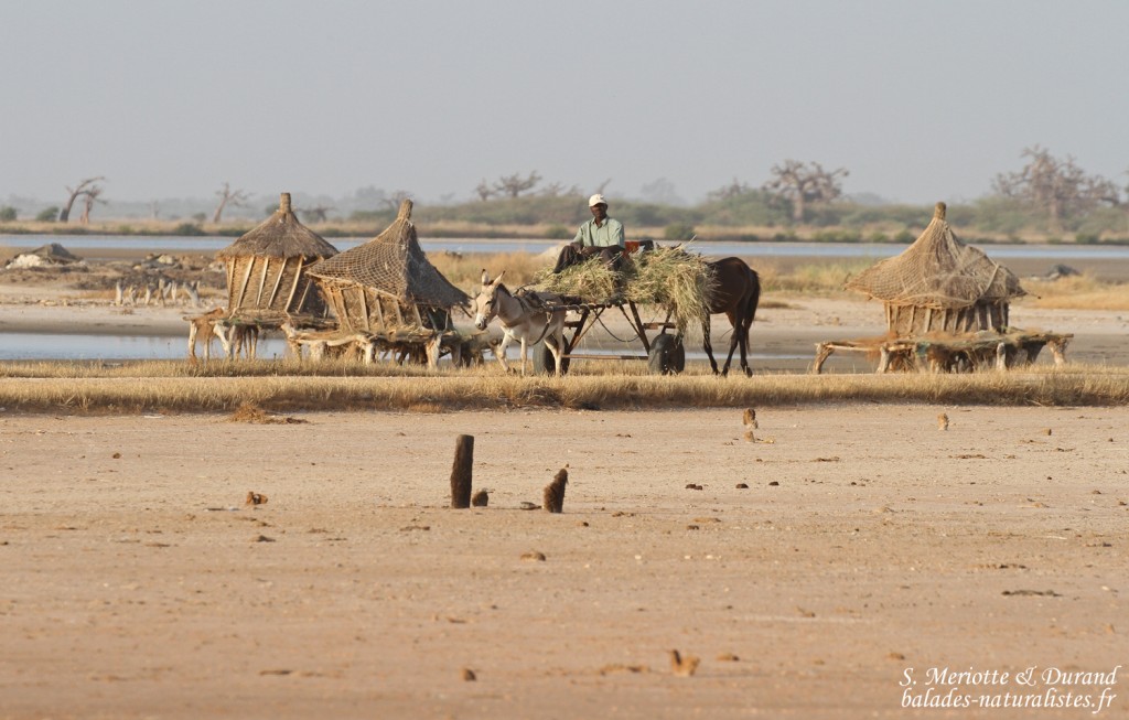 Exploitation de sel, Sine Saloum