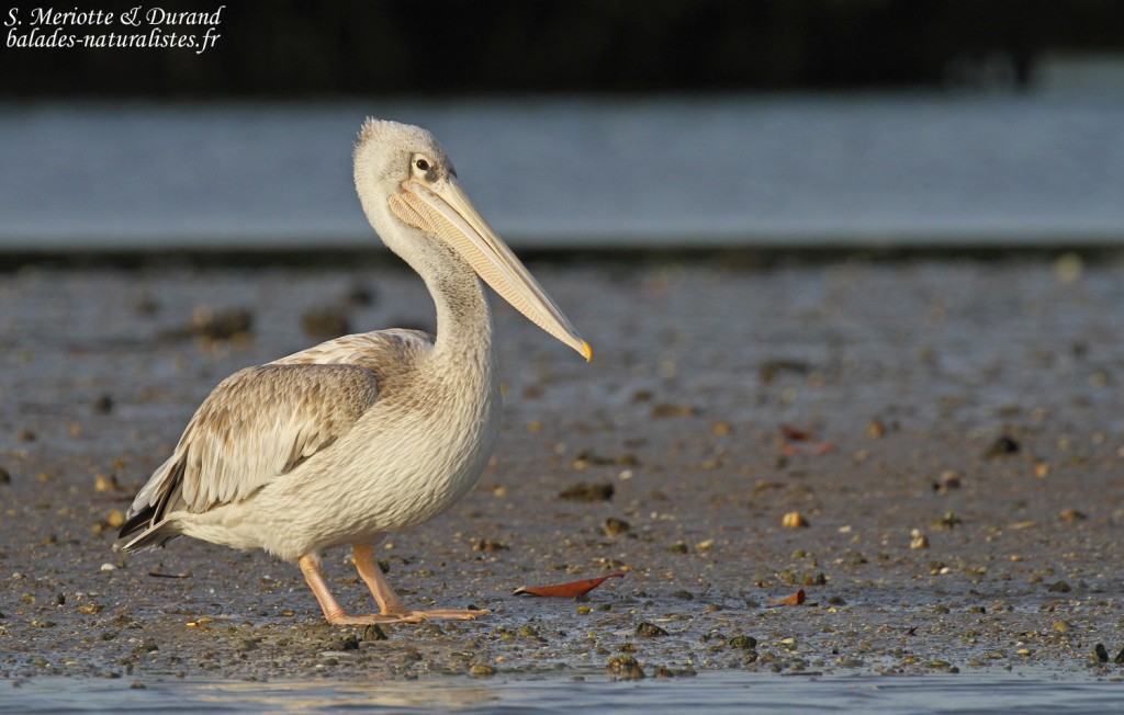 Pélican gris, Sine Saloum