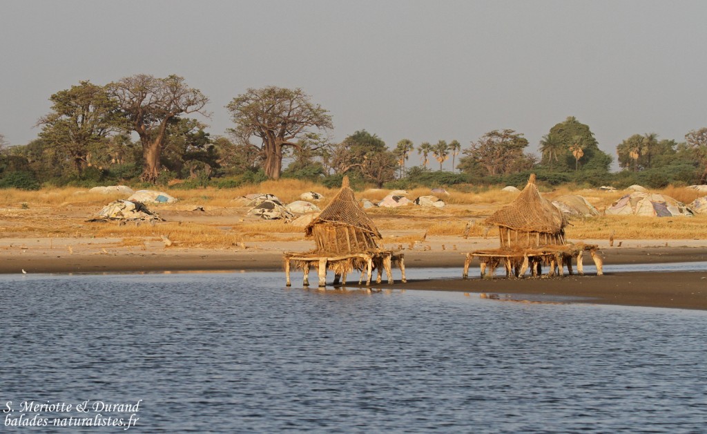 Exploitation de sel, Sine Saloum