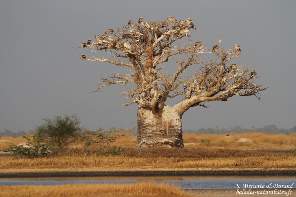 Baobab et Pélicans gris, Sine Saloum