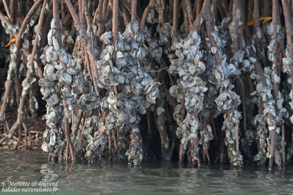 Huîtres dans le delta du Sine Saloum