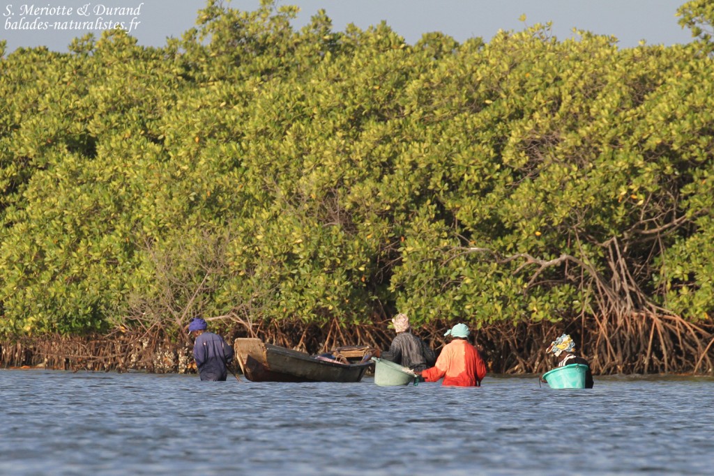 Récolte des huîtres dans le delta du Sine Saloum