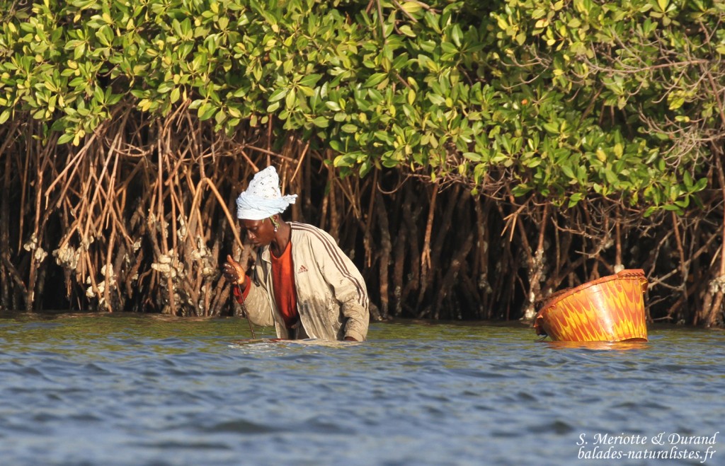 Récolte des huîtres dans le delta du Sine Saloum
