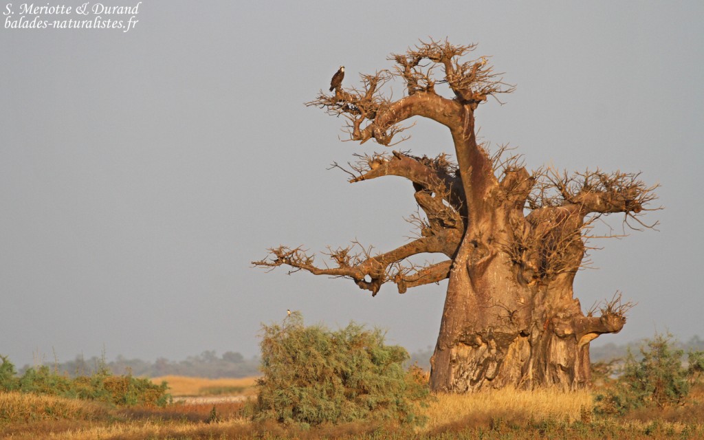 Baobab et Balbuzard pêcheur, Sine Saloum