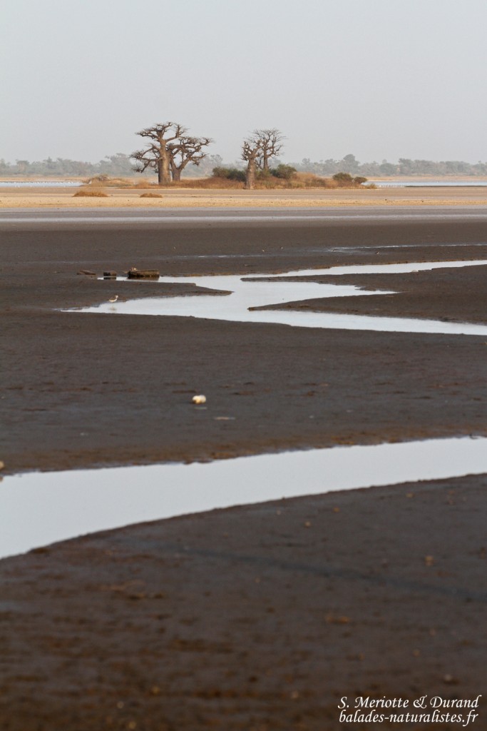 Sine Saloum