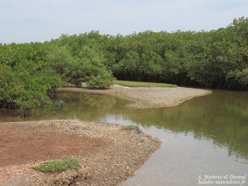 Mangrove, Sine Saloum